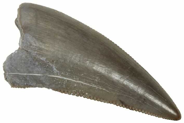 Serrated, Triassic Reptile (Postosuchus?) Tooth - Arizona #321052